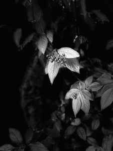 Portraits of Plants- Cotoneaster in Black and White 